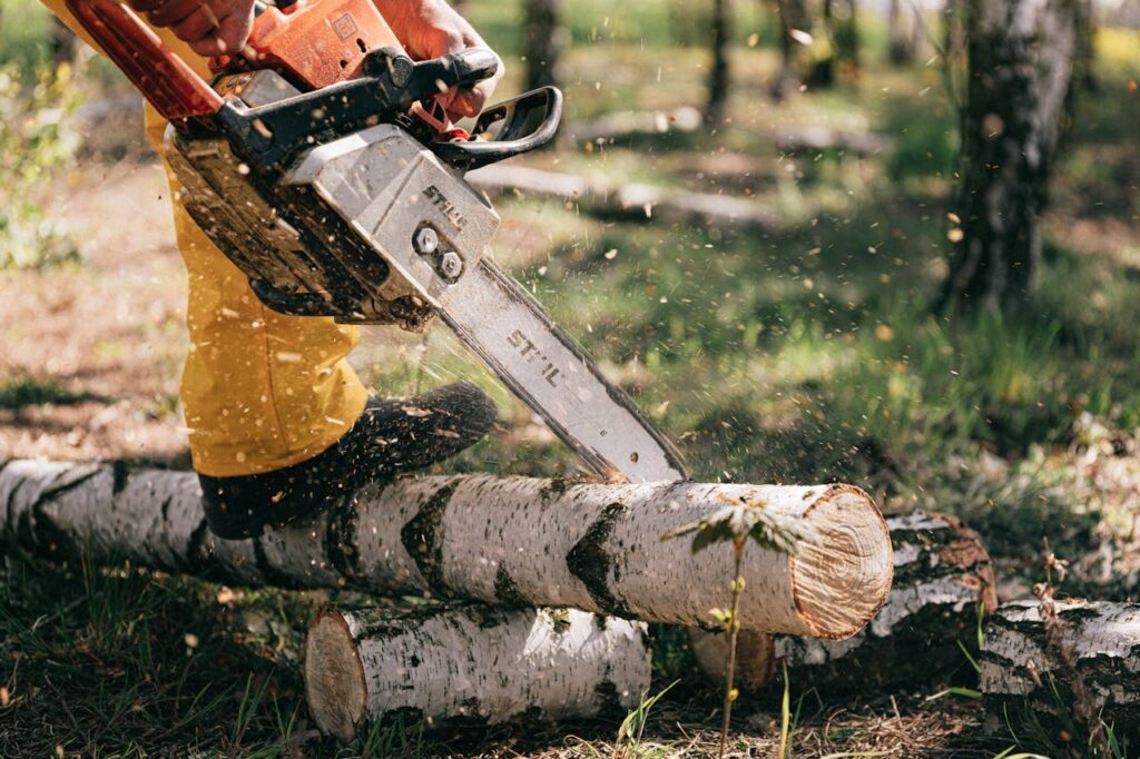 Lumberjack in action cutting birch logs with a chainsaw in a forest setting.